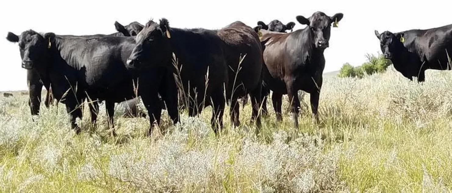 SD BQA Training DFST cows