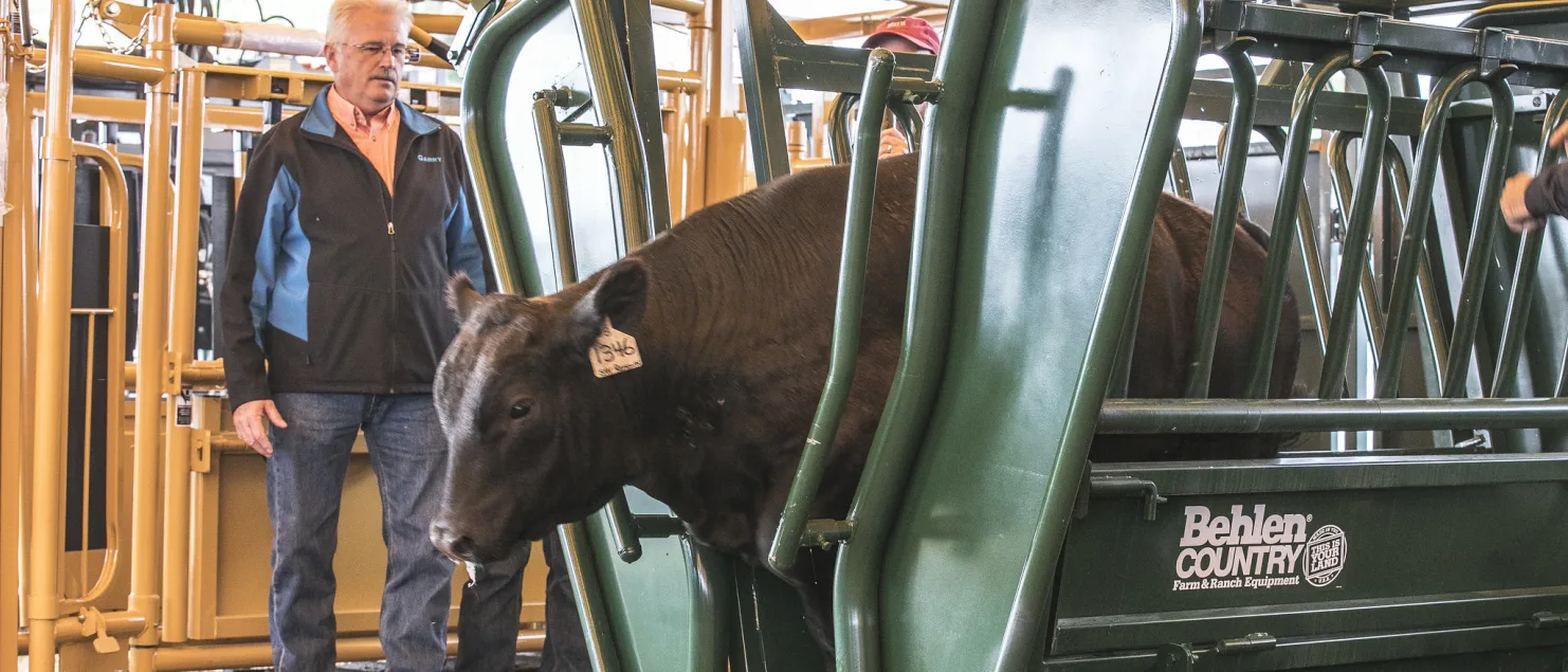 DFST Cattle Chute Demo