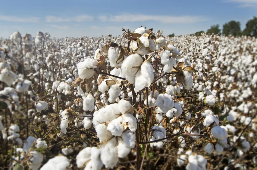 Cotton g858526f4f 1920 1